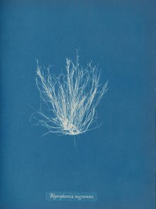 Polysiphonia nigrescens, ca. 1853. Creator: Anna Atkins.
