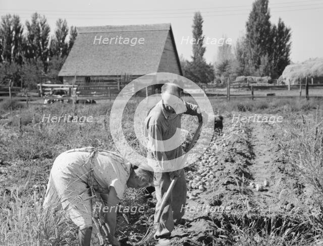 Couple digging their sweet potatoes in the fall, Irrigon, Morrow County, Oregon, 1939. Creator: Dorothea Lange.