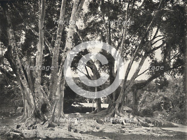 'Gummibaume (Ficus elastica)', 1926. Artist: Unknown.