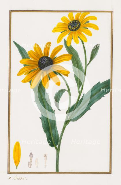 Black-eyed Susan, 1828-1835. Creator: Pancrace Bessa (French, 1772-1846).