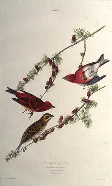 The purple finch. From "The Birds of America", 1827-1838. Creator: Audubon, John James (1785-1851).
