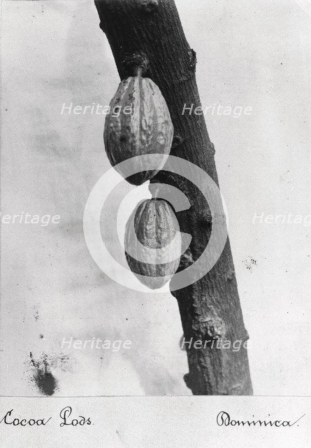 Cocoa pods on a bush, Dominica, 1897. Artist: Unknown
