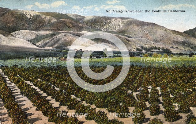 'An Orange Grove near the Foothills, California', 1915. Artist: Unknown
