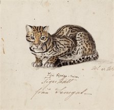 Northern Tiger Cat, 1829. Creator: Wilhelm von Wright.