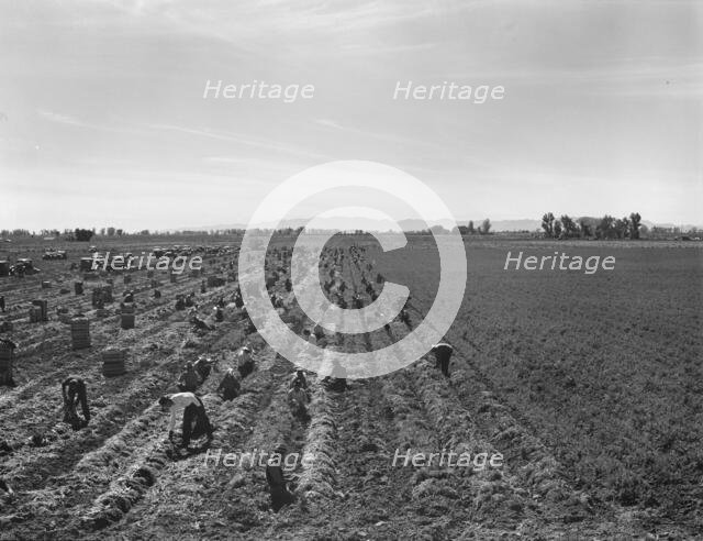 Large-scale agricultural gang labor, near Meloland, Imperial Valley, 1939. Creator: Dorothea Lange.