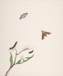 A Caterpillar and Two Moths on a Branch and Two Butterflies, early 18th-mid 18th century. Creator: Nicolaas Struyk.