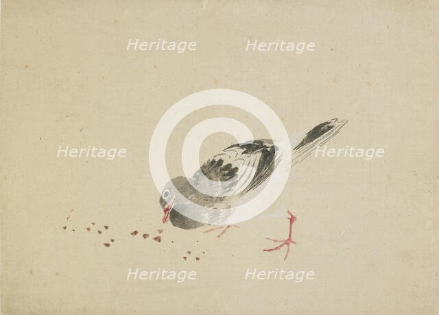 Pigeon, late 18th-early 19th century. Creator: Hokusai.