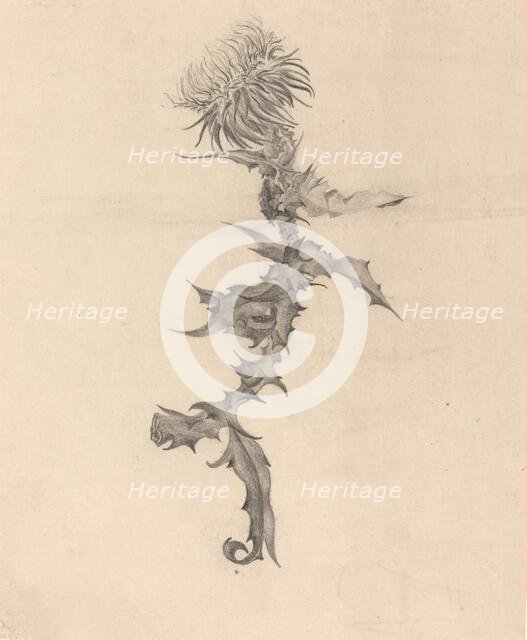 Thistle, 1890s. Creator: Karel Vitezslav Masek.