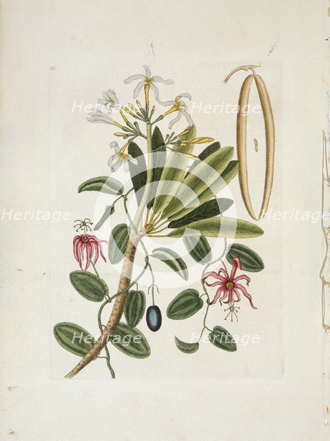 Plumeria obtusa L. (Singapore Frangipani), c1700-1740. Creator: Mark Catesby.