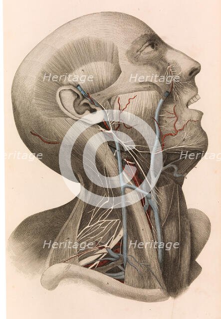Muscles and circulation of the head and neck, 1822-26. Creator: William Home Lizars.