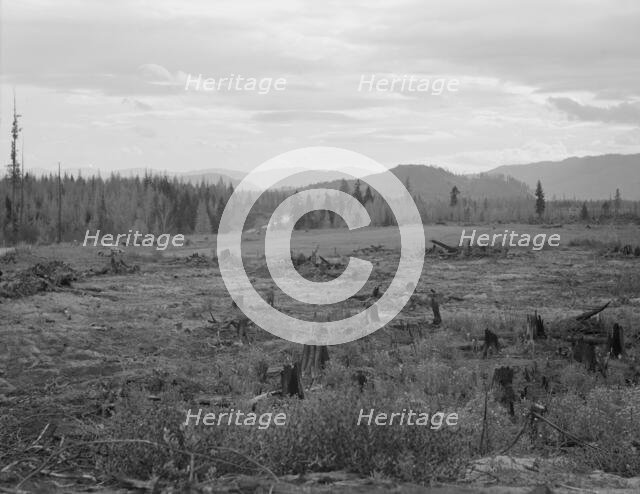 Part of eighty-acre farm showing cleared pasture land and uncleared piece,Bonner County,Idaho, 1939. Creator: Dorothea Lange.
