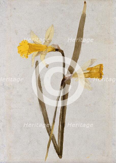 Daffodils (Narcissus): flowers and leaves, c1890s. Creator: Hester Royd Carpenter.