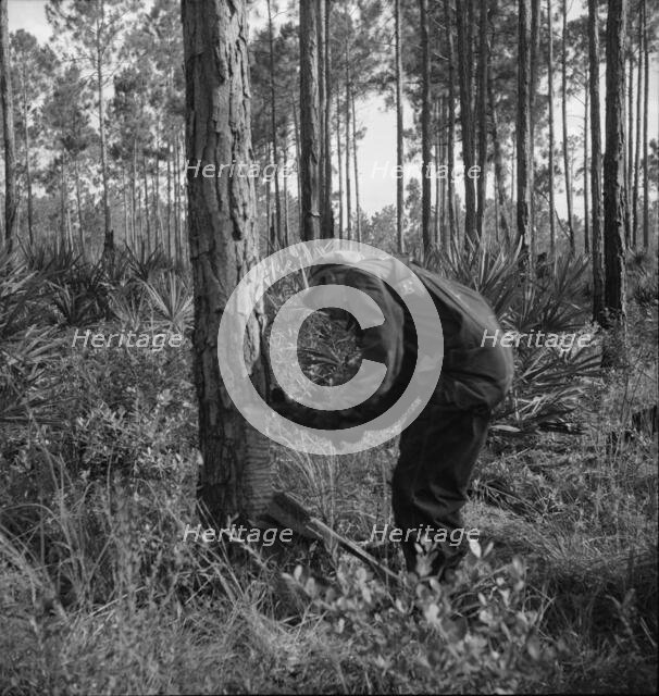 Turpentine worker, Georgia, 1937. Creator: Dorothea Lange.