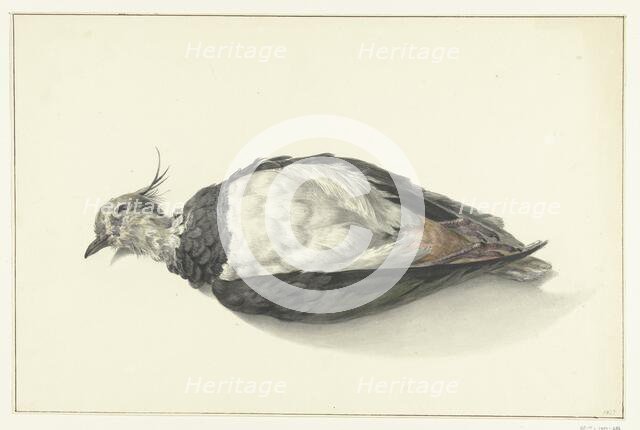 Lying dead lapwing, 1827. Creator: Jean Bernard.