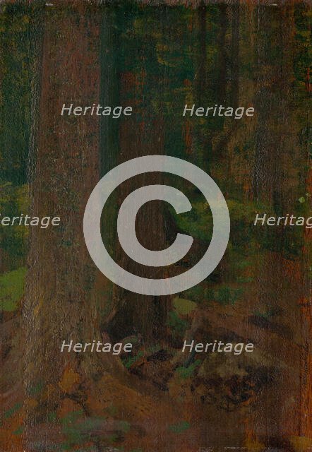 Forest study, 1890-1910. Creator: Ferdinand Katona.