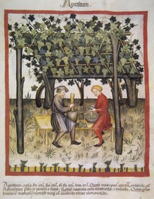 Vino Acido, 14th century.  Creator: Unknown.
