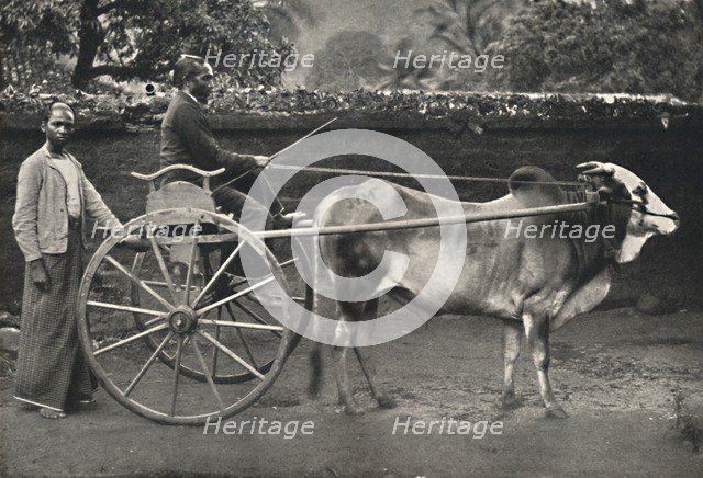 'Singhalesisches Zebufuhrwerk', 1926. Artist: Unknown.