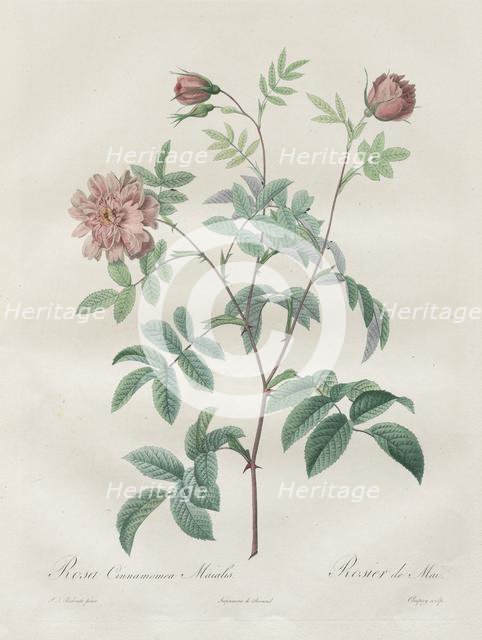 Les Roses: Rosa cinnamomea, 1817-1824. Creator: Henry Joseph Redouté (French, 1766-1853).