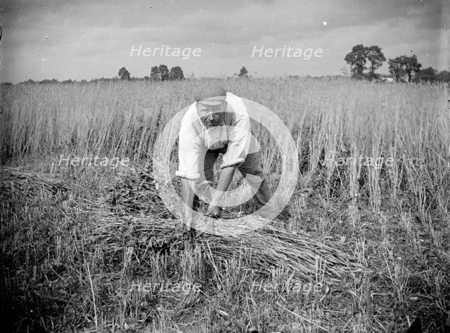 A farm labourer harvests cereal at Haddenham, Buckinghamshire, c1873-c1923. Artist: Alfred Newton & Sons