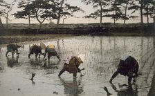 Five peasants re-planting rice in a paddy field, 1890's. Creator: Japanese Photographer (19th Century).