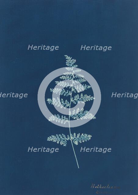 Hothocleana, c. 1850s. Creator: Unknown.