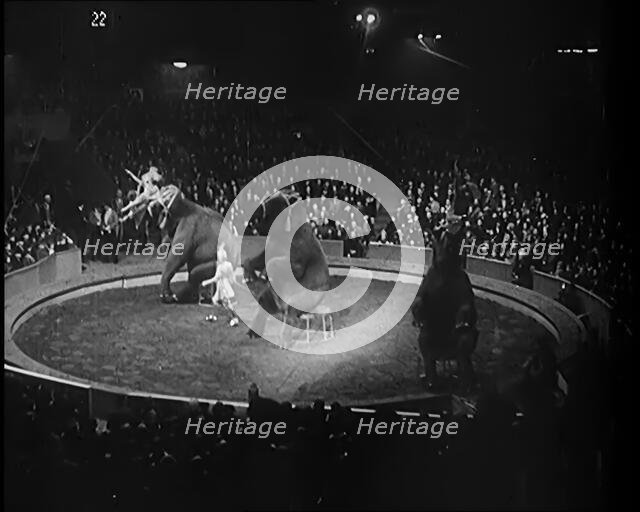 Elephants Performing in a Circus Ring in Front of a Large Crowd, 1931. Creator: British Pathe Ltd.