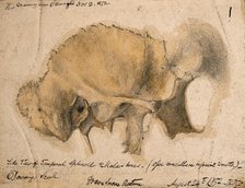 Bones of the cheek: side view of the temporal, schenoid and malar bones, 1852/08/24. Creator: J.C. Whishaw.