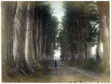 Imaichi Road at Nikko, Japan, early 20th century(?). Artist: Unknown