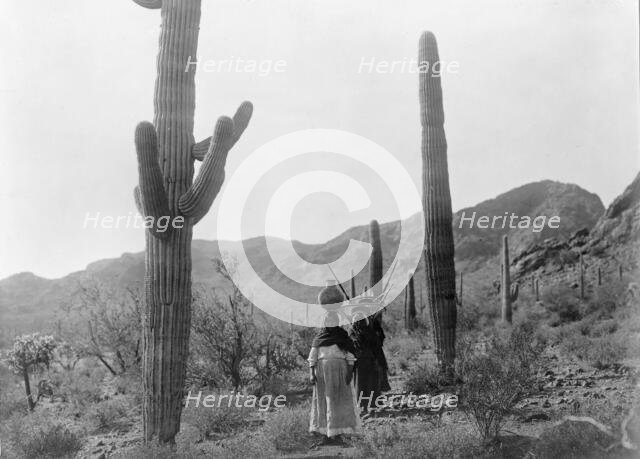 Hasen harvest B-Qahatika. Three women walking through desert, two with kiho carriers and..., c1907. Creator: Edward Sheriff Curtis.