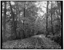 On the eleven mile drive near Ishpeming, Mich., October leaves, c1898. Creator: Unknown.