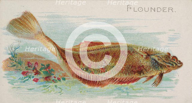 Flounder, from the Fish from American Waters series (N8) for Allen & Ginter Cigarettes Bra..., 1889. Creator: Allen & Ginter.