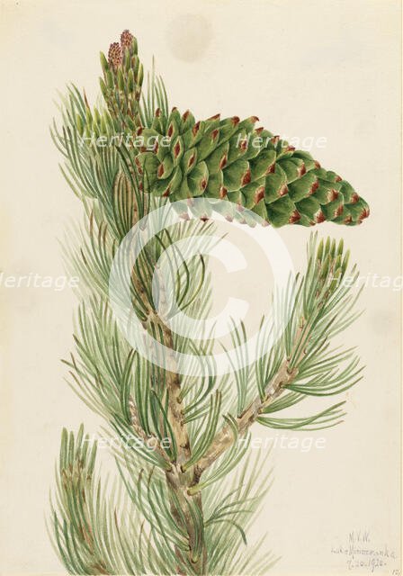 Limber Pine (Pinus flexilis), 1920. Creator: Mary Vaux Walcott.