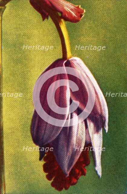 Medinilla, c1928.  Creator: Unknown.