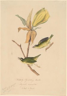 Kentucky Fly-catching Warbler, 1830s. Creator: John Woodhouse Audubon.