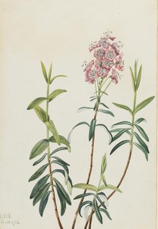 Bog Kalmia (Kalmia polifolia), 1922. Creator: Mary Vaux Walcott.