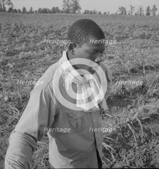 Cotton hoer, Coahoma County, Mississippi, 1937. Creator: Dorothea Lange.