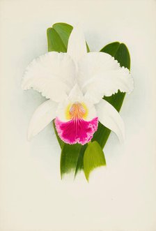 Orchid: Cattleya Mendelii, 1906. Creator: Frederick William Bolas.