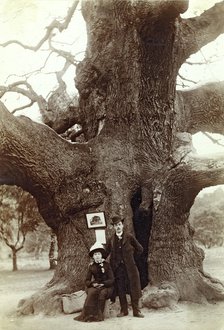 Major Oak, Edwinstowe, Sherwood Forest, Nottinghamshire, 1885. Artist: Unknown