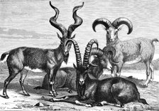 Mountain sheep and ibex, c1890. Artist: Levy