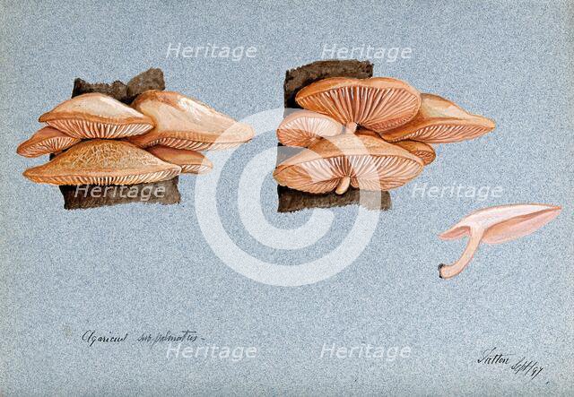 A fungus (Agaricus subpalmatus?): groups of fruiting bodies on wood, 1897. Creator: Unknown.