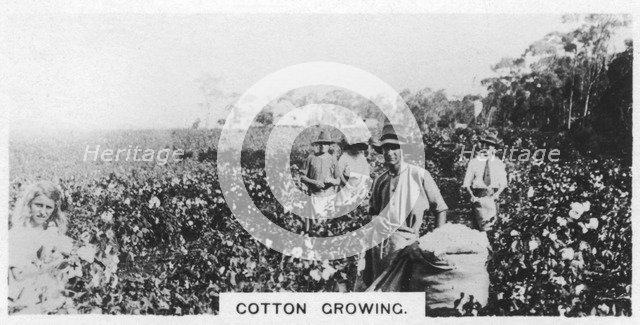 Cotton picking, Australia, 1928. Artist: Unknown