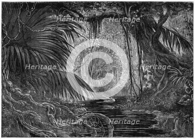 A forest scene in Peru, 1877. Artist: Unknown