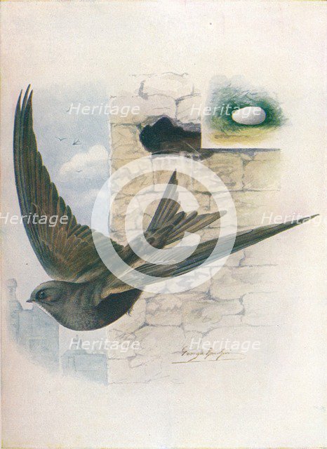 'Swift - Cyp'selus a'pus', c1910, (1910). Artist: George James Rankin.