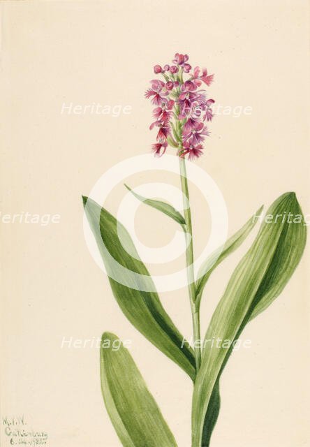 Small Purple Fringe Orchid (Habenaria psychodes), 1932. Creator: Mary Vaux Walcott.