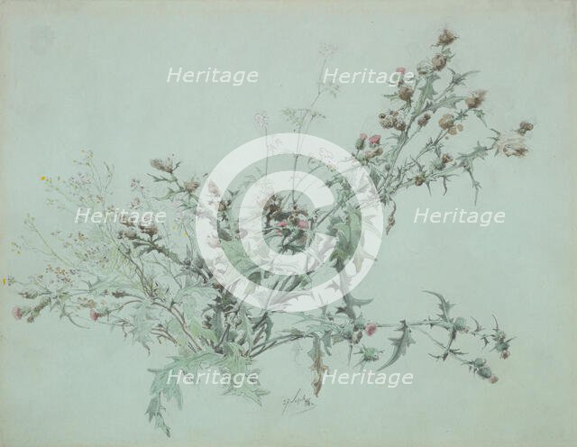 Study of a Flowering Thistle, 1846. Creator: Carl Georg Anton Graeb.