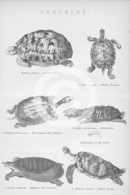 'Tortoise', 1885. Artist: Unknown.
