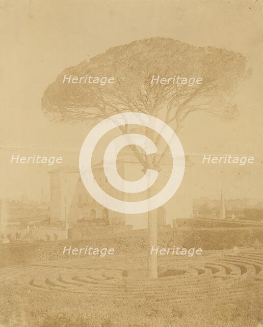 [Tree in Formal Garden Outside Palazzo], 1860s-70s. Creator: Giacomo Caneva.