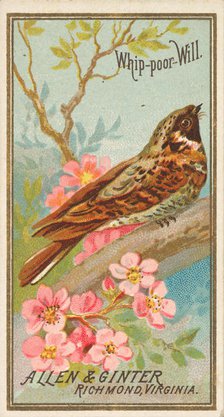 Whip-poor-Will, from the Birds of America series (N4) for Allen & Ginter Cigarettes Brands, 1888. Creator: Allen & Ginter.