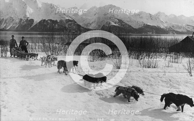 Dog team, between c1900 and c1930. Creator: Unknown.
