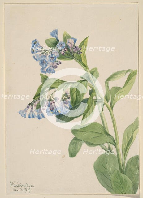 Virginia Bluebells (Mertensia virginica), 1919. Creator: Mary Vaux Walcott.